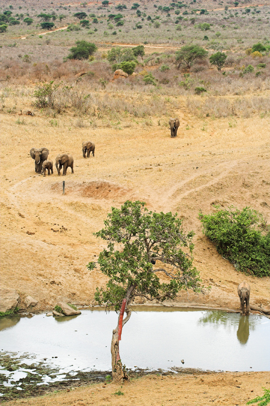 Kenia_2011-(104).jpg - Eine Elefantenherde zieht es ans Wasserloch.