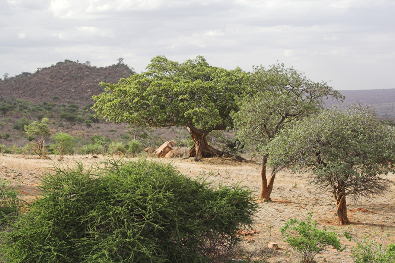 Kenia_2011-(109).jpg - Ein mächtiger Baobab.