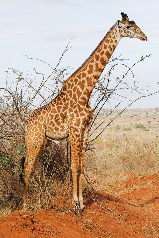 Kenia_2011-(114).jpg - Der Giraffe ganz nah!