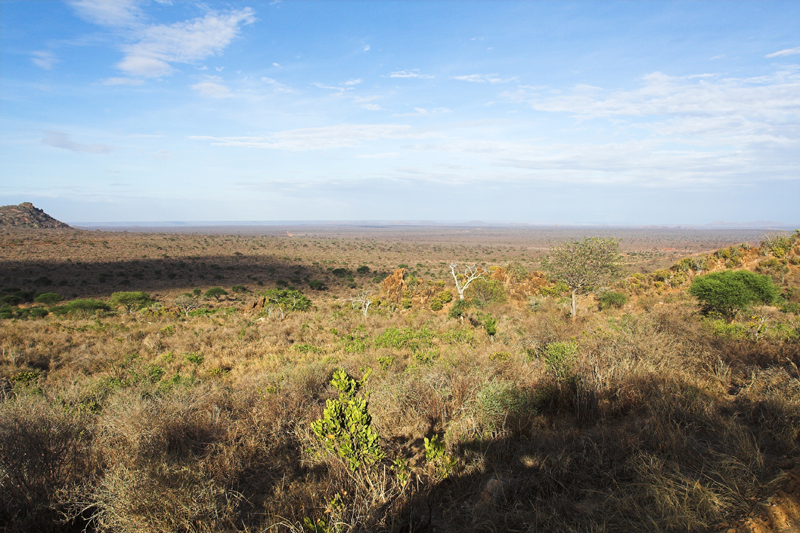 Kenia_2011-(115).jpg - Die Weiten des Tsavo West Nationalparks.
