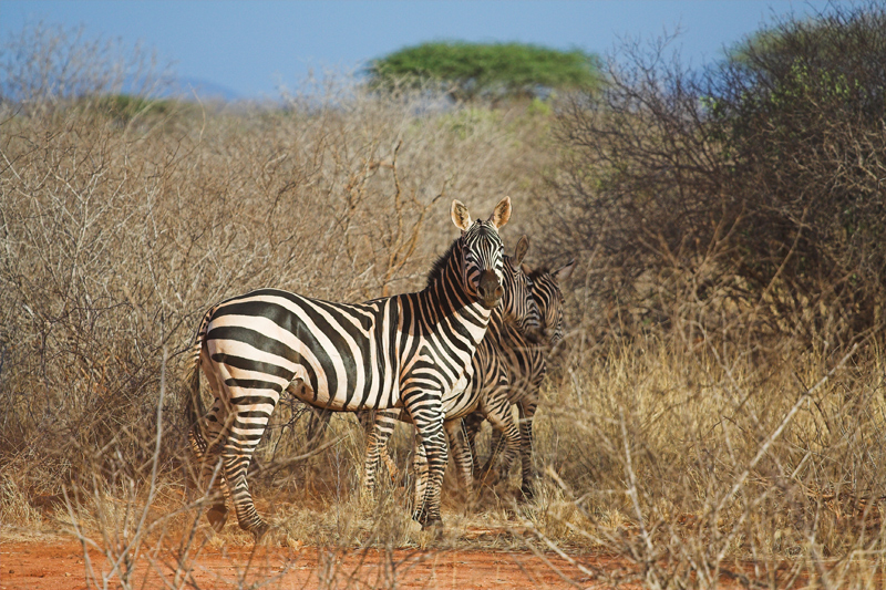 Kenia_2011-(116).jpg - Zebras flüchten in den Busch.
