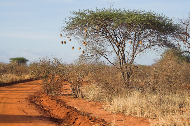 Kenia_2011-(117).jpg - In den Bäumen bauen die Männchen der Webervögel die Nester.