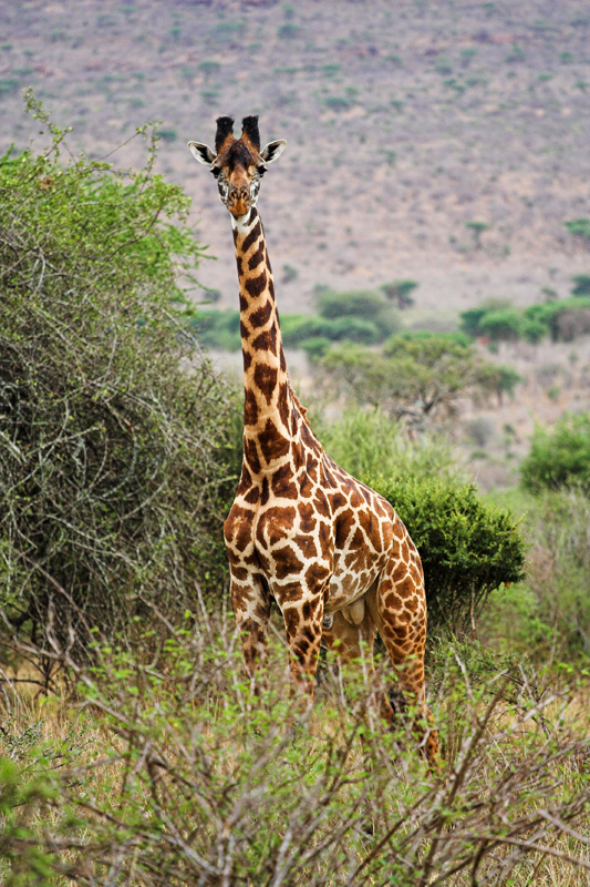 Kenia_2011-(121).jpg - Die Giraffe hat uns fest im Blick.