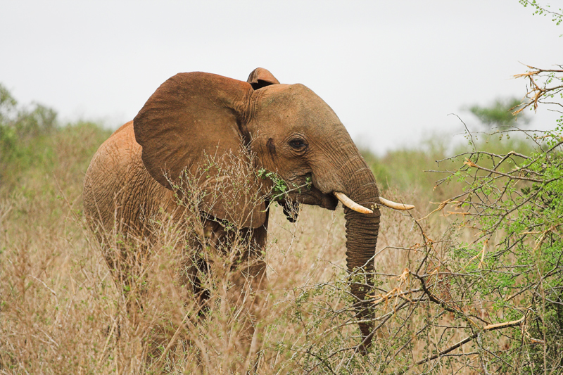Kenia_2011-(123).jpg - Diese Tiere tragen nicht umsonst den Namen "rote" Elefanten.