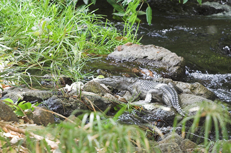 Kenia_2011-(87).jpg - Krokodil an der Quelle des Mzima Flusses.