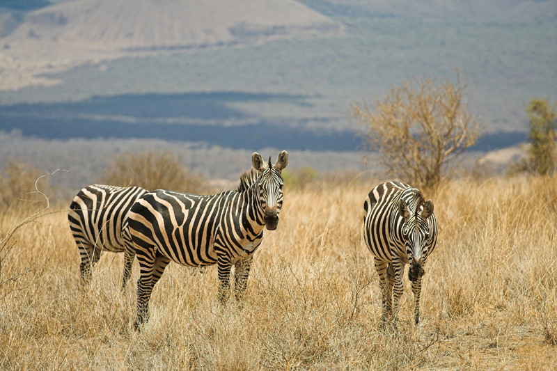 Kenia_2011-(93).jpg - Zebras vor den für den Tsavo West typischen Lavabergen.