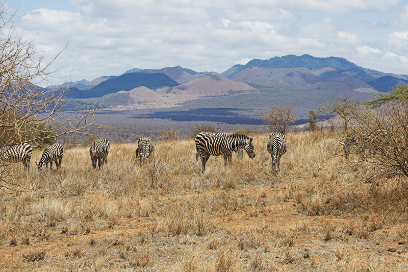 Kenia_2011-(94).jpg - Zebras vor den für den Tsavo West typischen Lavabergen.