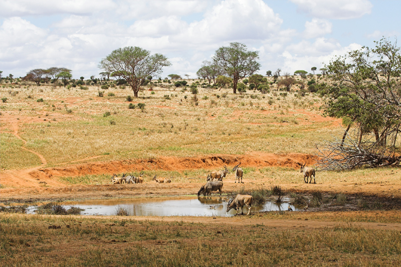 Kenia_2011-(98).jpg - Im Rhino Valley blüht das Leben. Hier sieht man Elenantilopen.