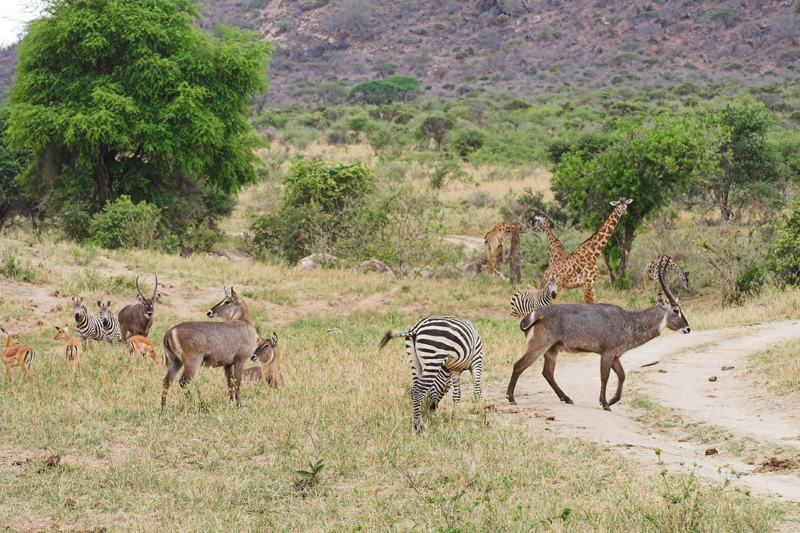 Kenia_2011-(99).jpg - Vier auf einen Streich. Zebras, Giraffen, Wasserböcke und Impalas in einem Bild. So ist es im Rhino Valley.