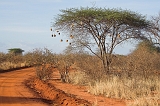 Kenia_2011-(117)
